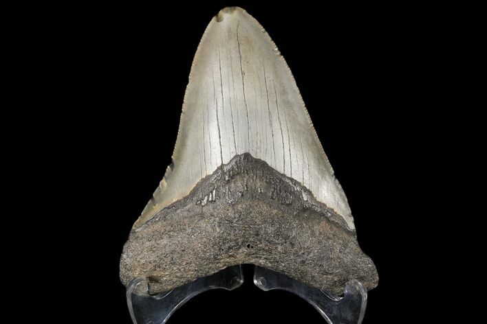 Fossil Megalodon Tooth - North Carolina #79902